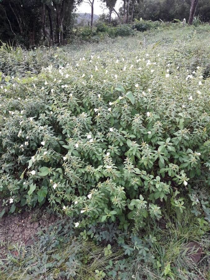 Turnera subulata 7