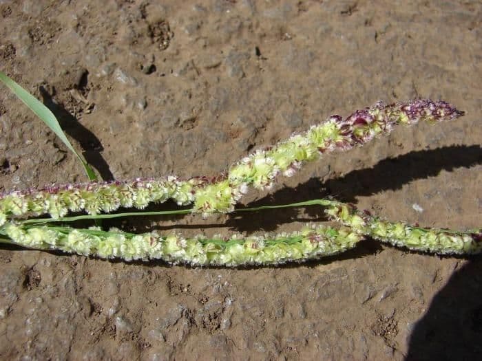 Fransige Paspalum 5