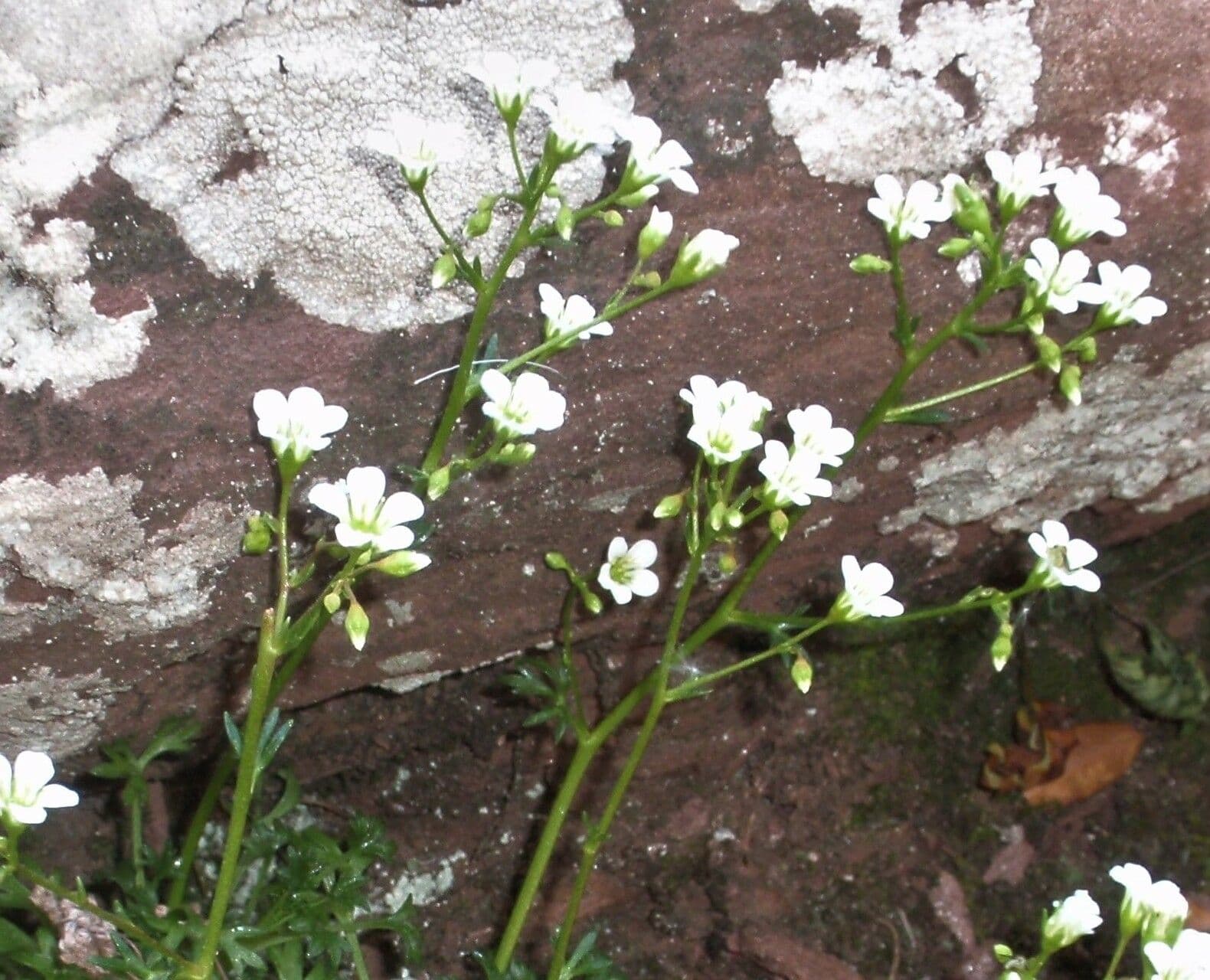 Sassifraga cuneata 4