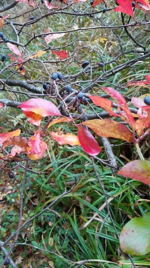 Nyssa sylvatica 4