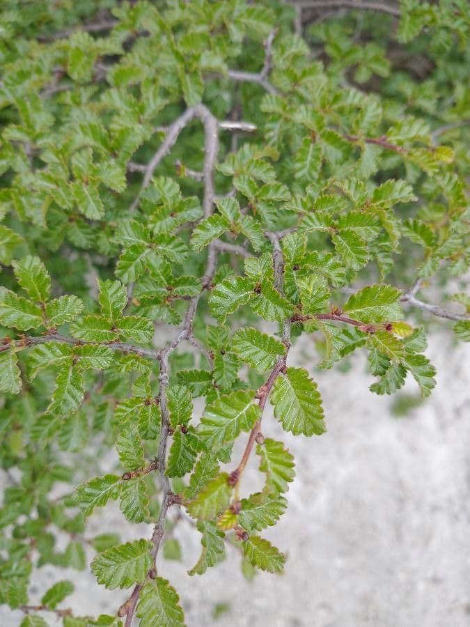Nothofagus 13