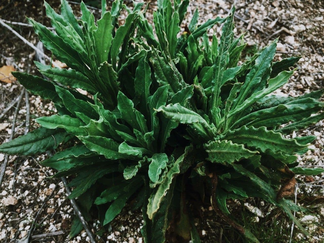 Gnaphalium californiano 9