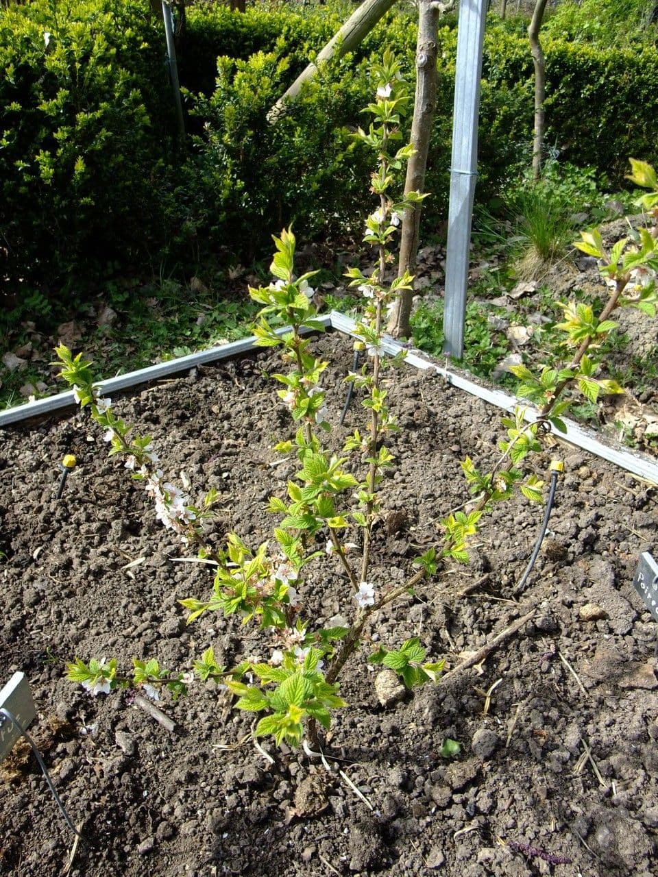 Prunus tomentosa 15