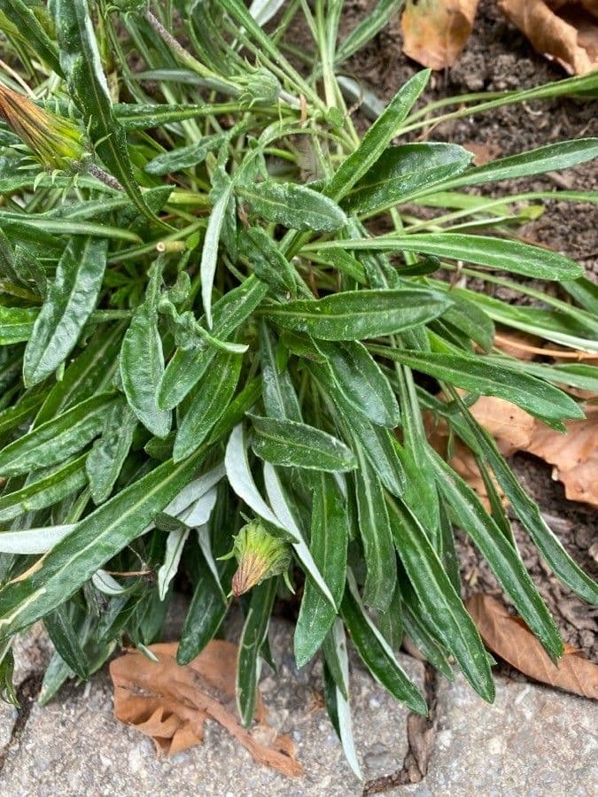 Gazania 19