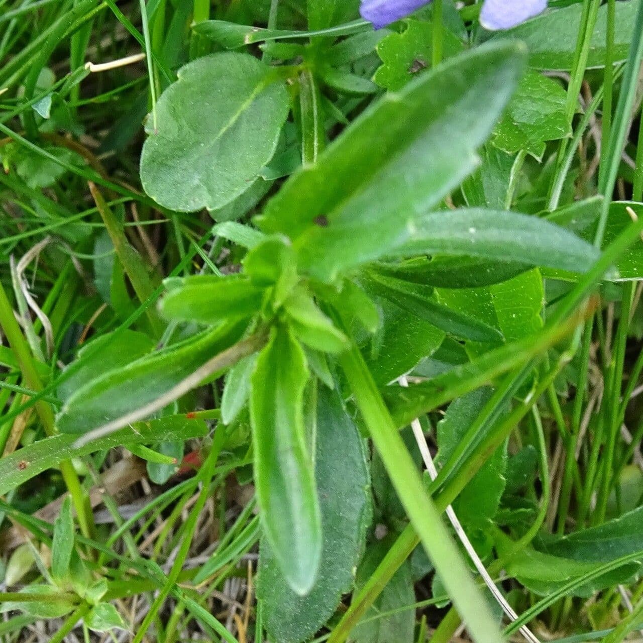 Viola gialla 17