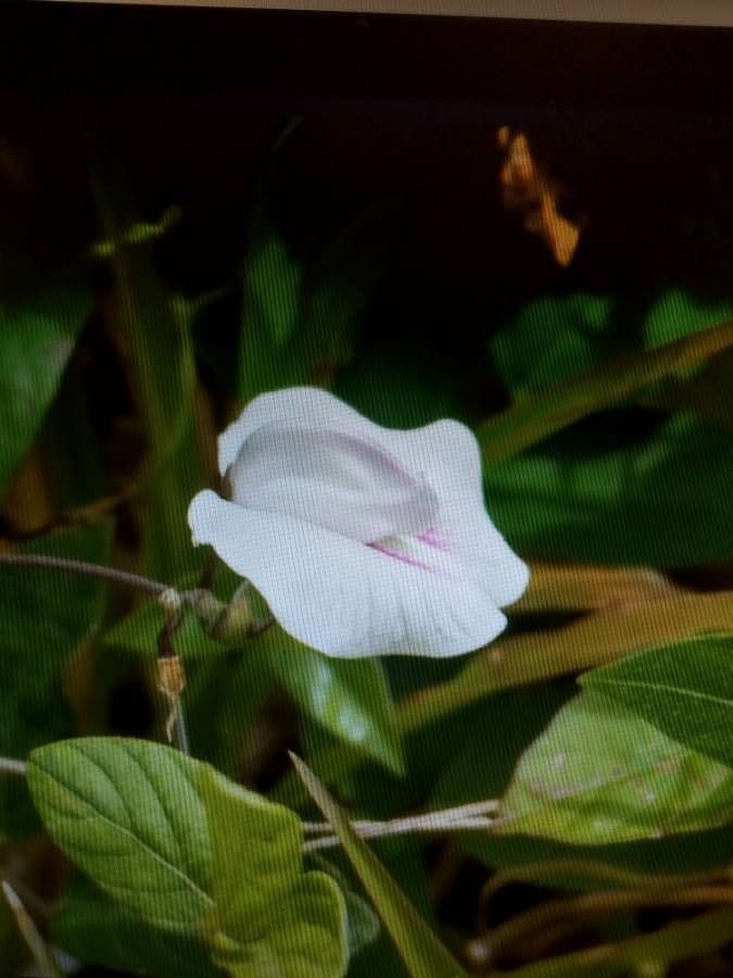 Centrosema virginianum 6