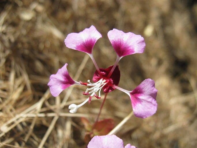 Clarkia 2