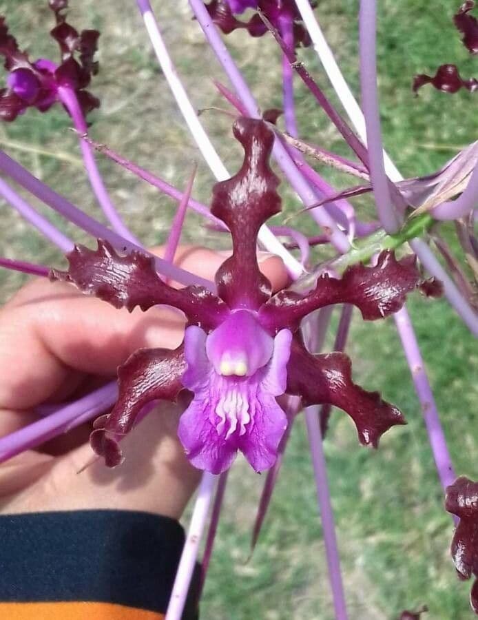 Laelia 2
