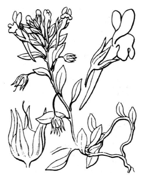 Linaria reflexa 13