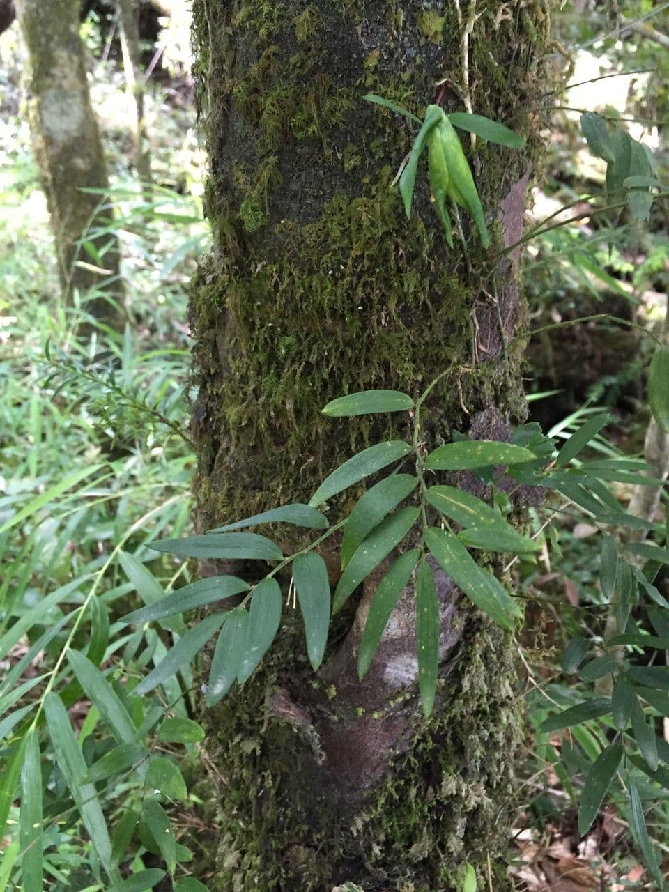 Luzuriaga 13