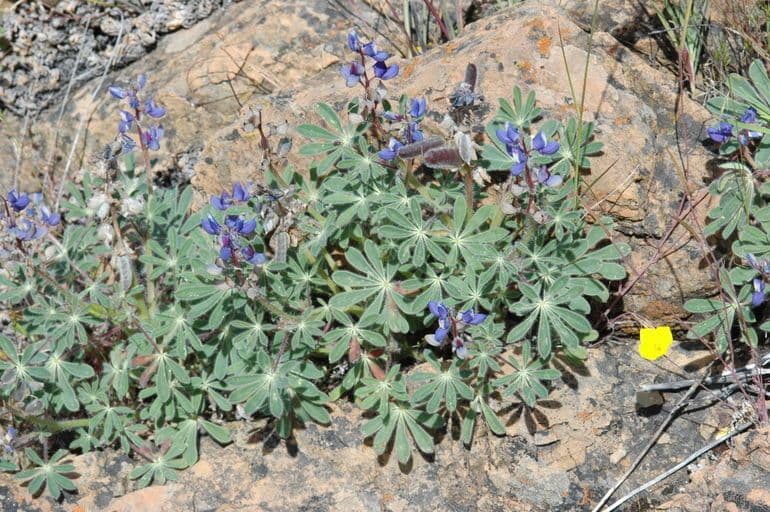 Schau-Lupine 8