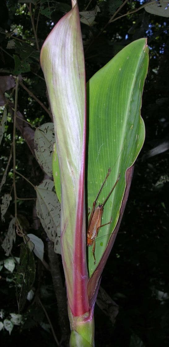 Costus liscio 12