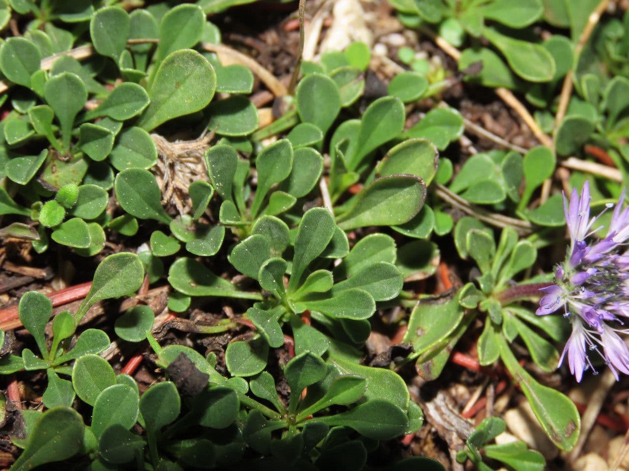 Globularia 15