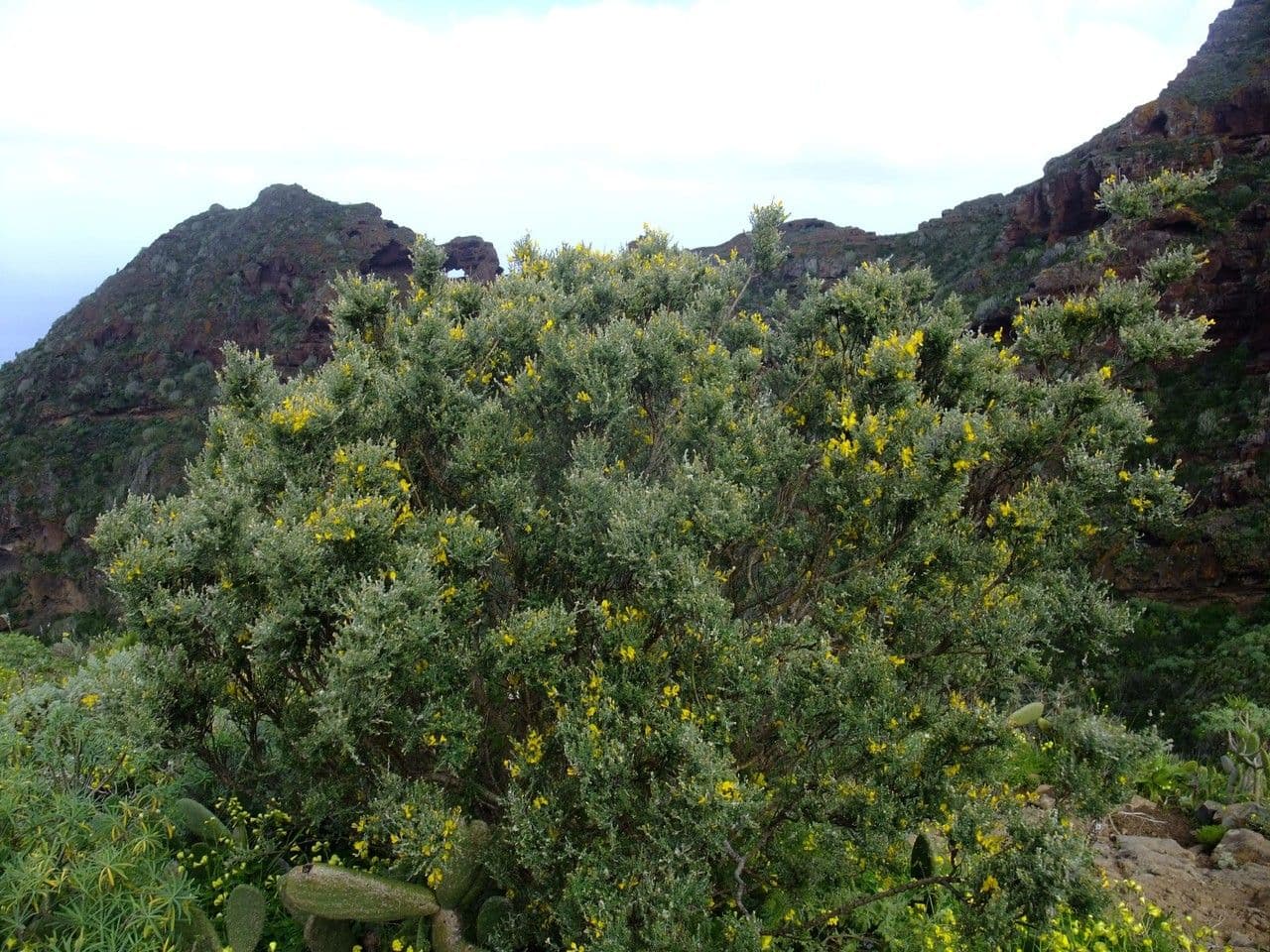 Genista canariensis 7