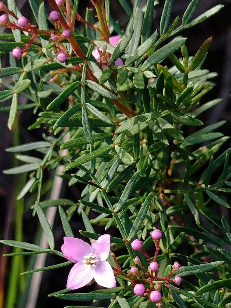 Boronia pennata 9