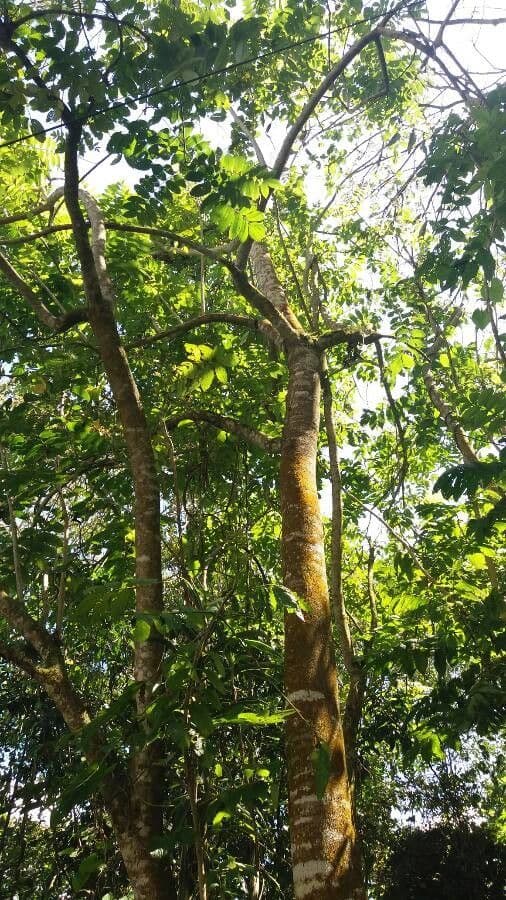 Holarrhena pubescente 8