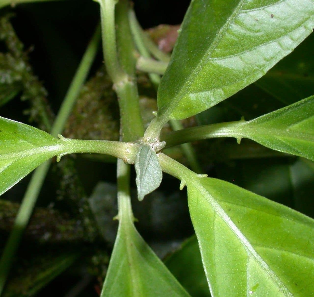 Tetrorchidium 13