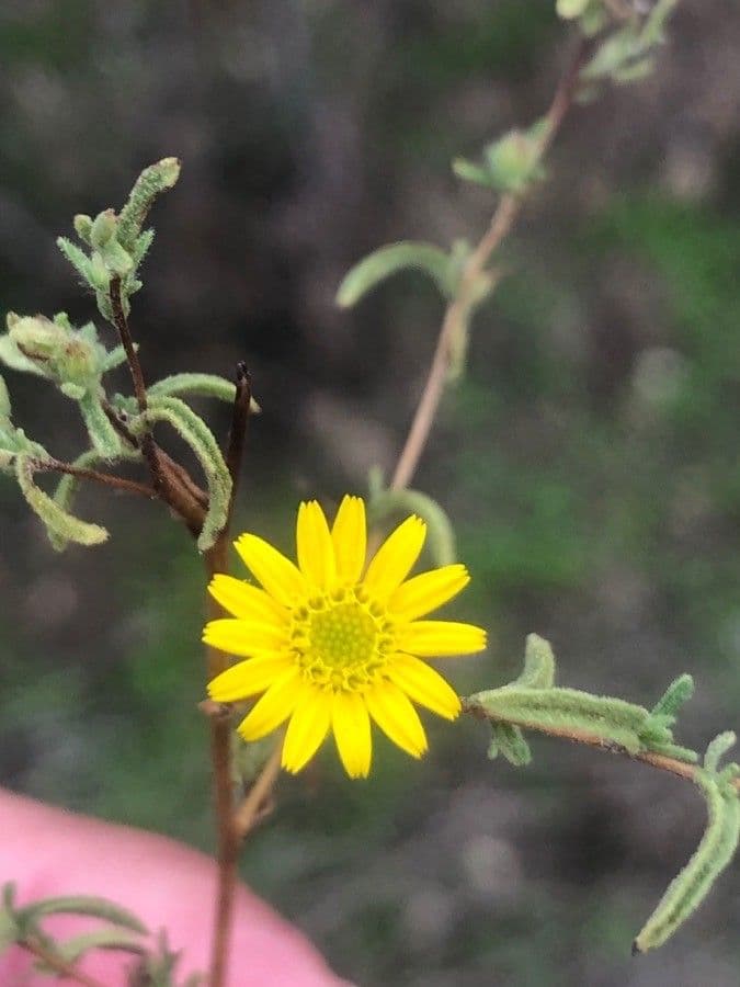 Pulicaria 6