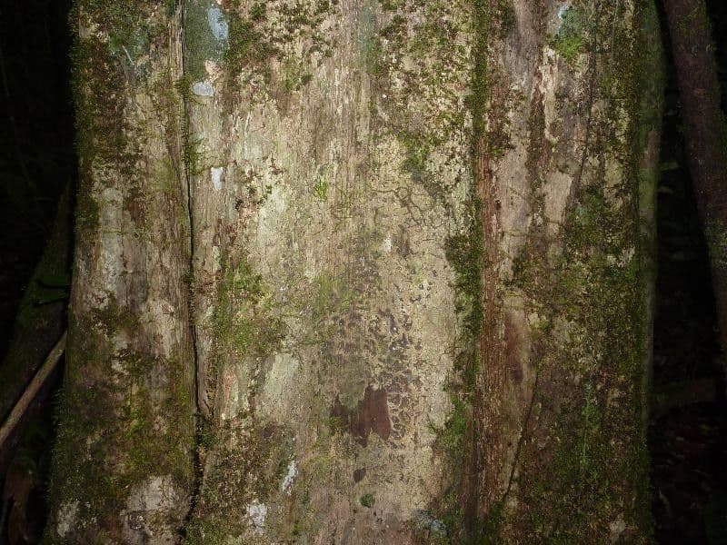 Micropholis 4
