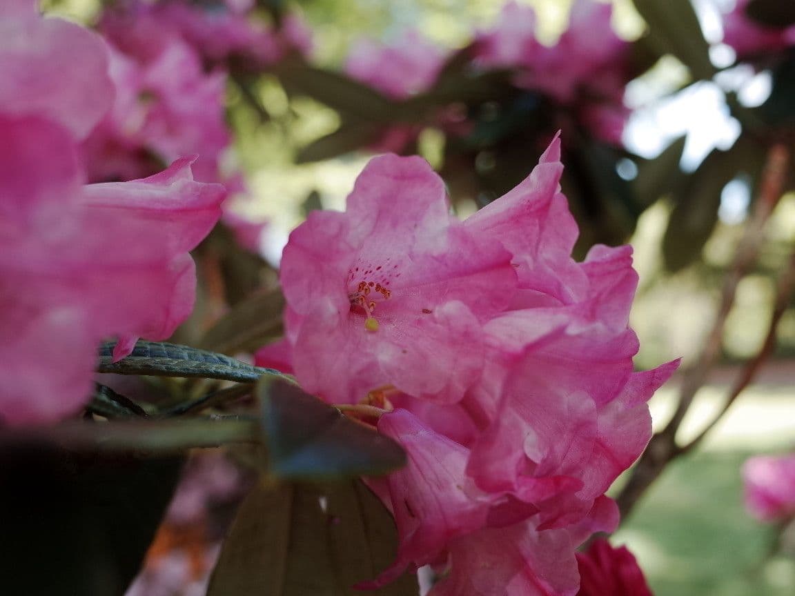 Rhododendron 6