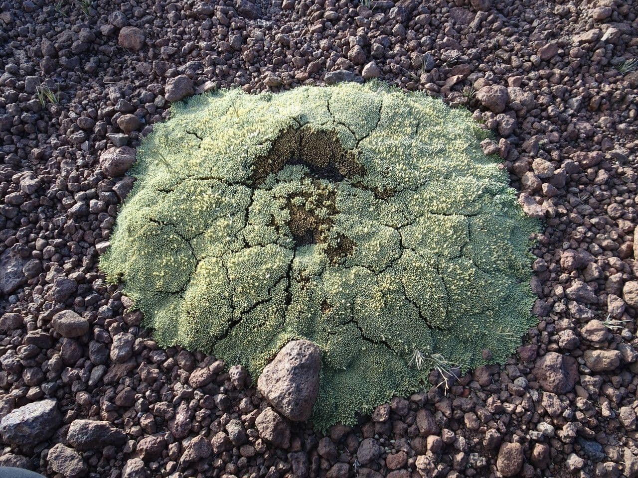 Pycnophyllum 2