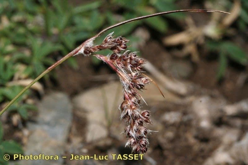 Luzula espigada 6