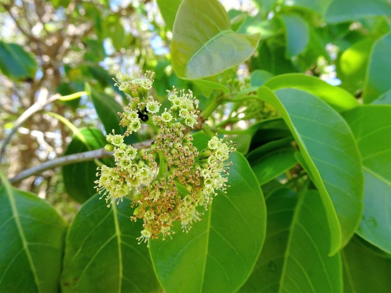 Pisonia 2