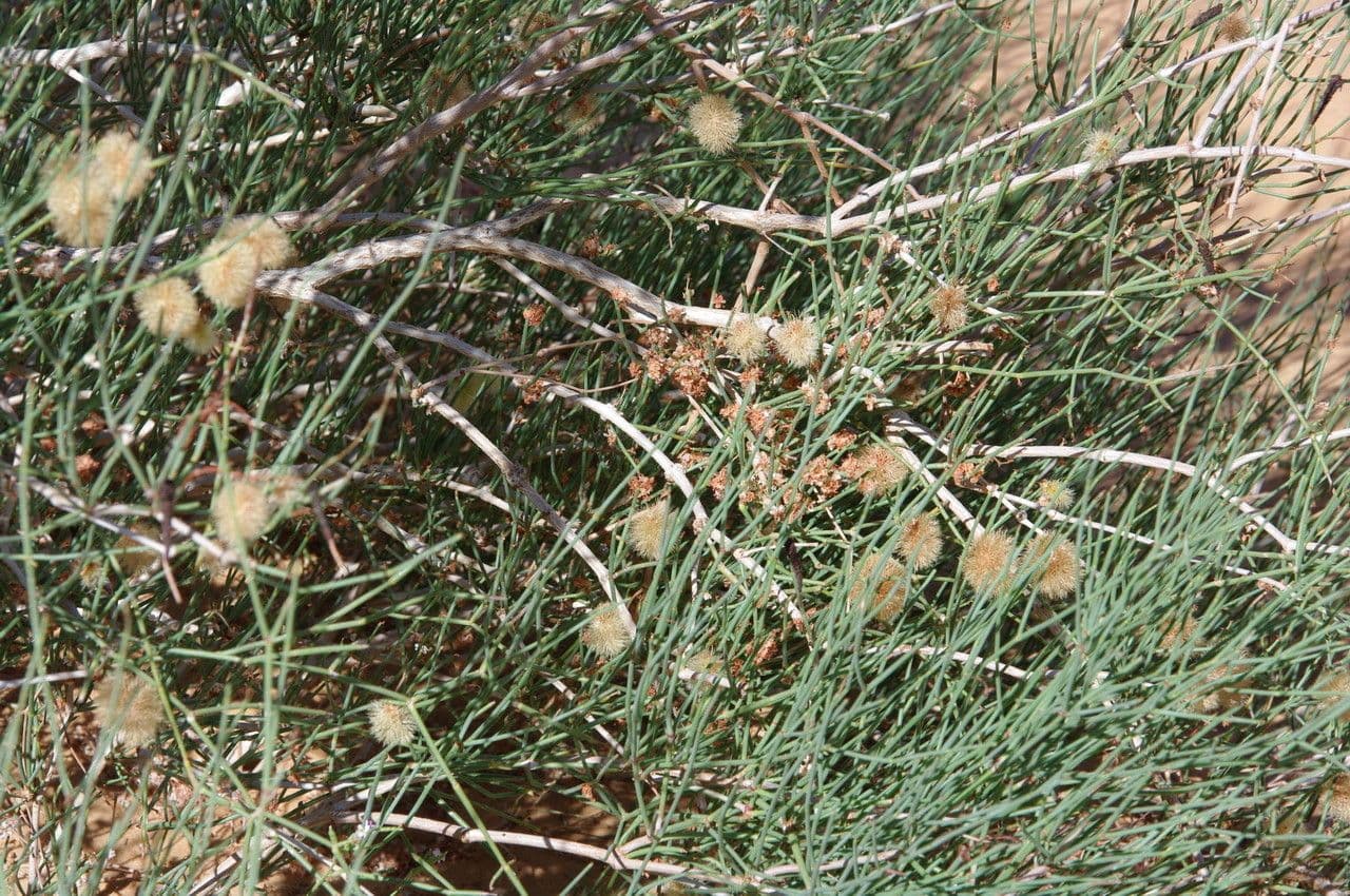 Knochenstrauch 15