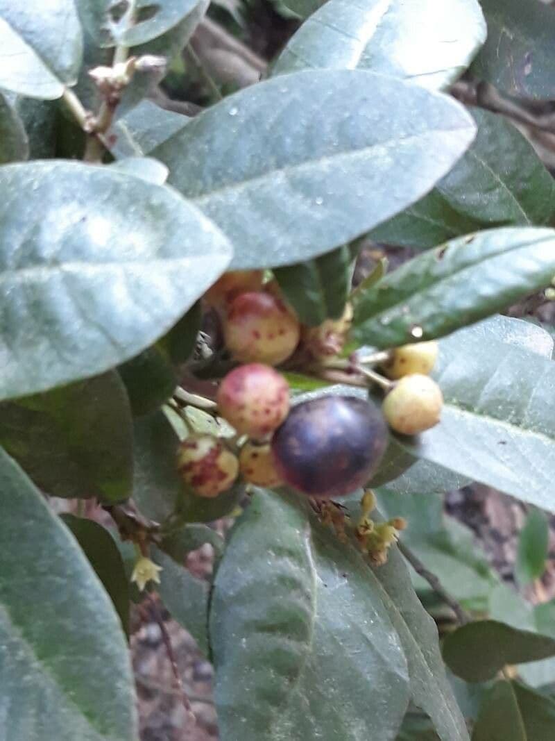 Frangula californica 2