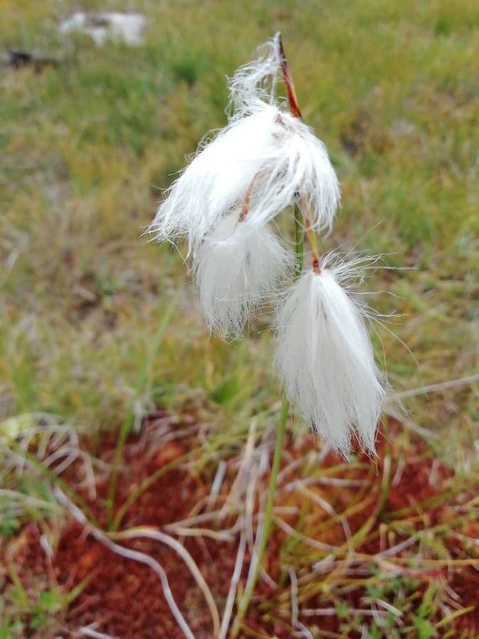 Schmalblättriges Wollgras 4
