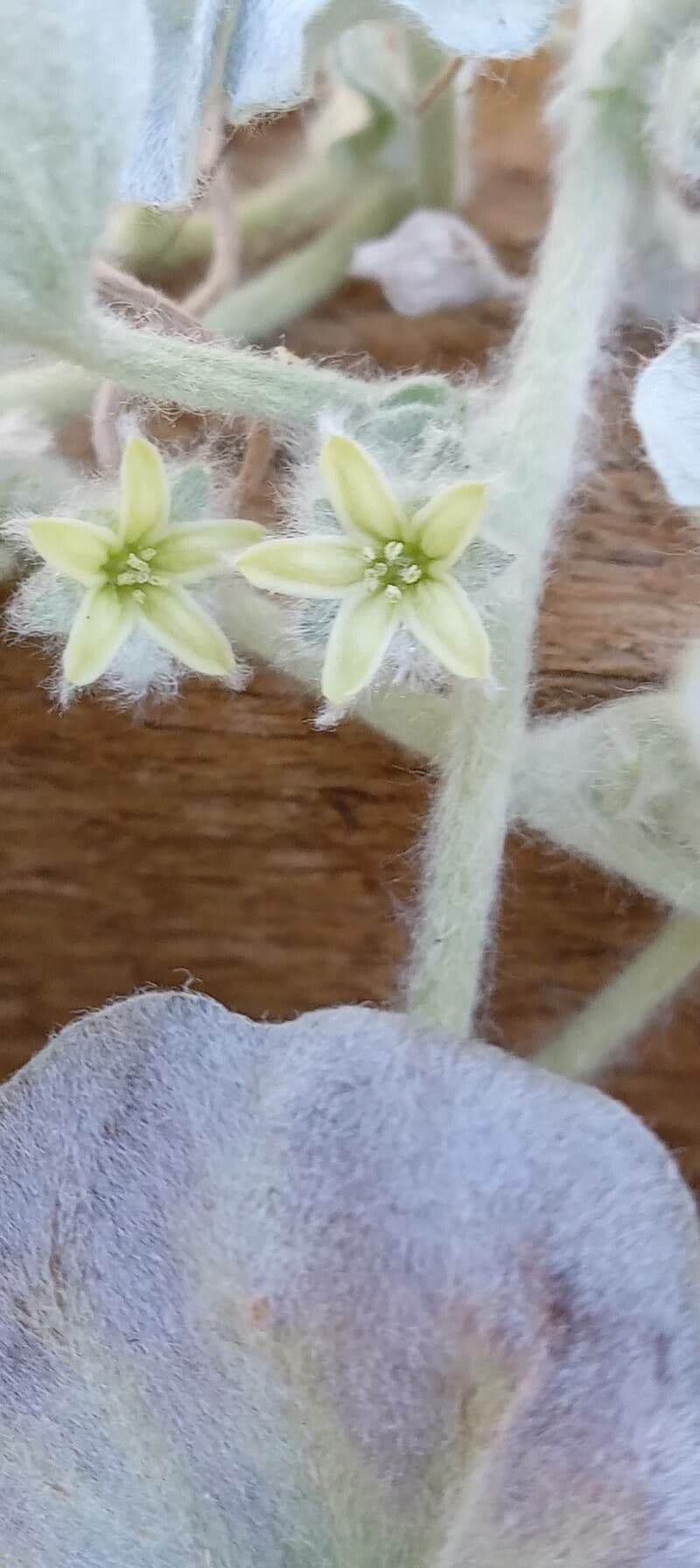 Dichondra argentea
