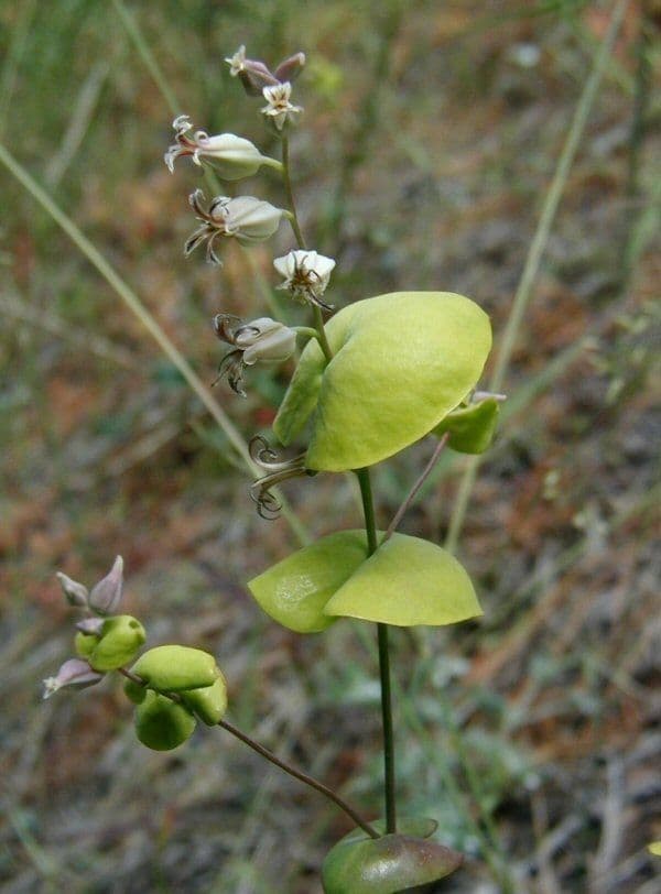 Streptanthus tortuosus 2