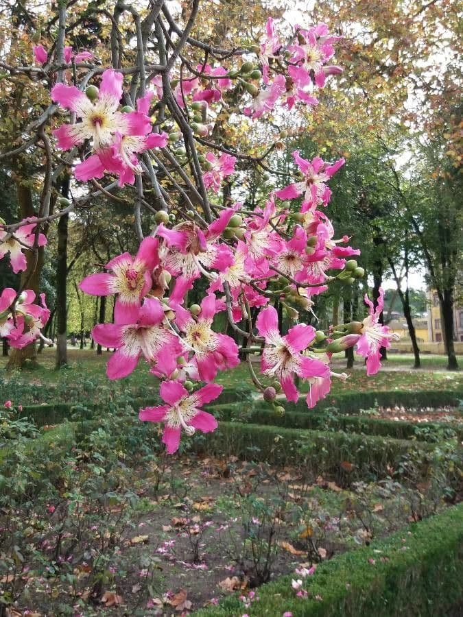 Ceiba speciosa 8