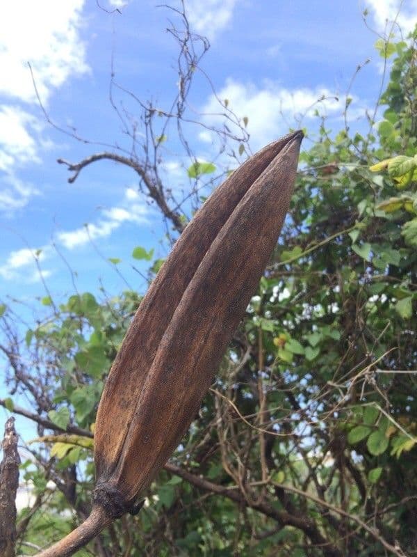 Spathodea campanulata 3
