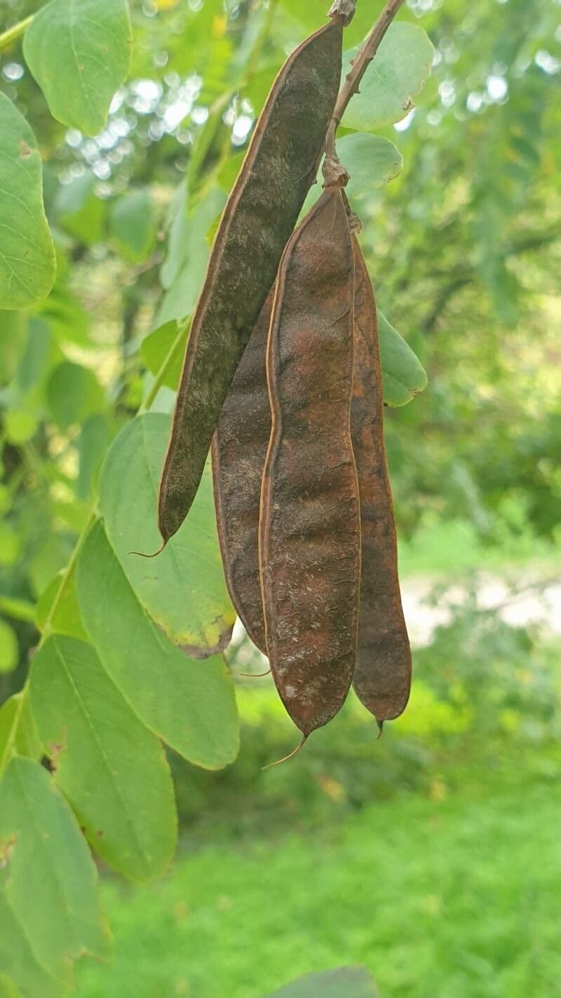 Robinia viscosa 3