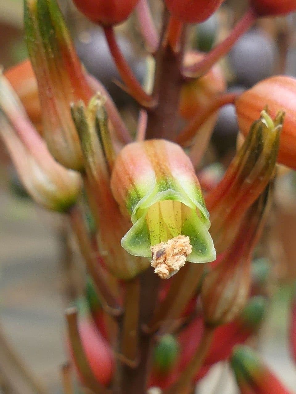 Aloe 7