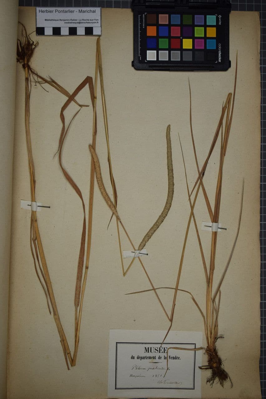 Codolina 26