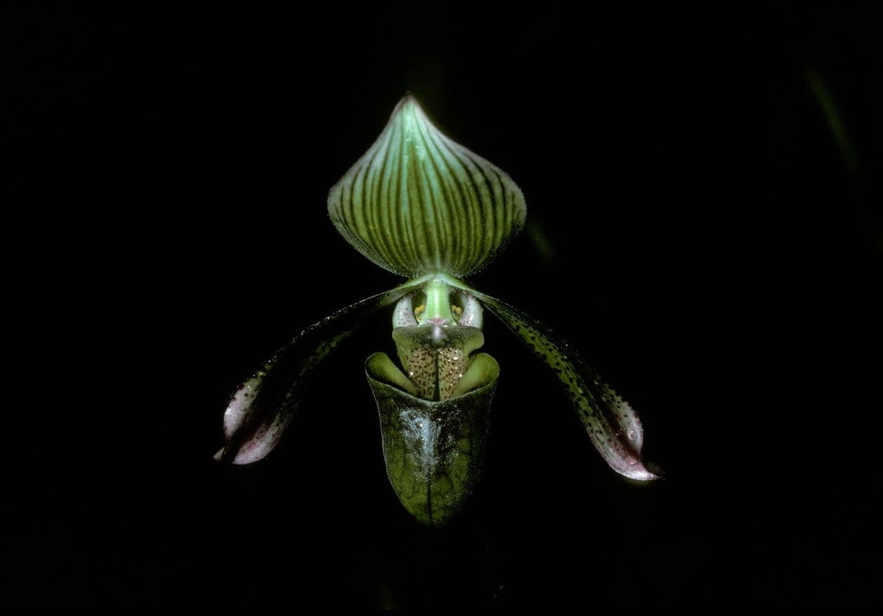 Paphiopedilum de Java