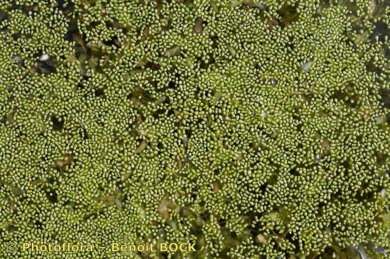 Wolffia arrhiza 6