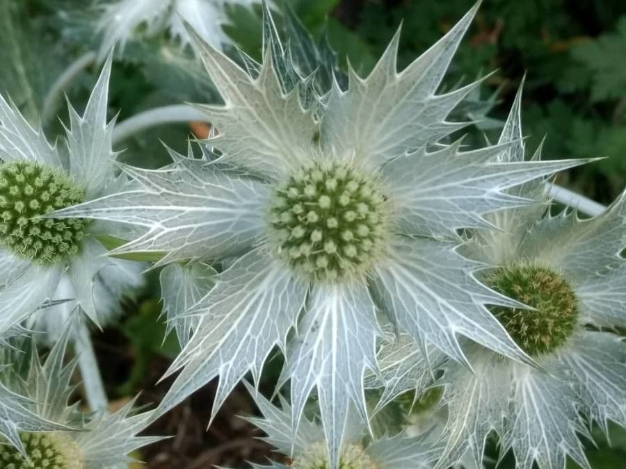 Panicaut géant 9