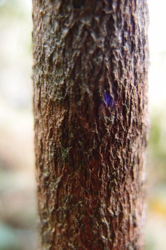 Erythroxylum 15