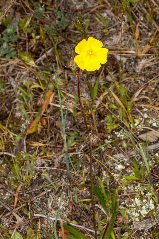 Tuberaria 8