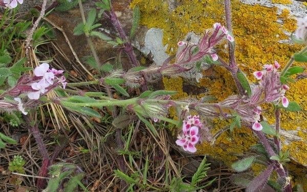 Silene gallica 29