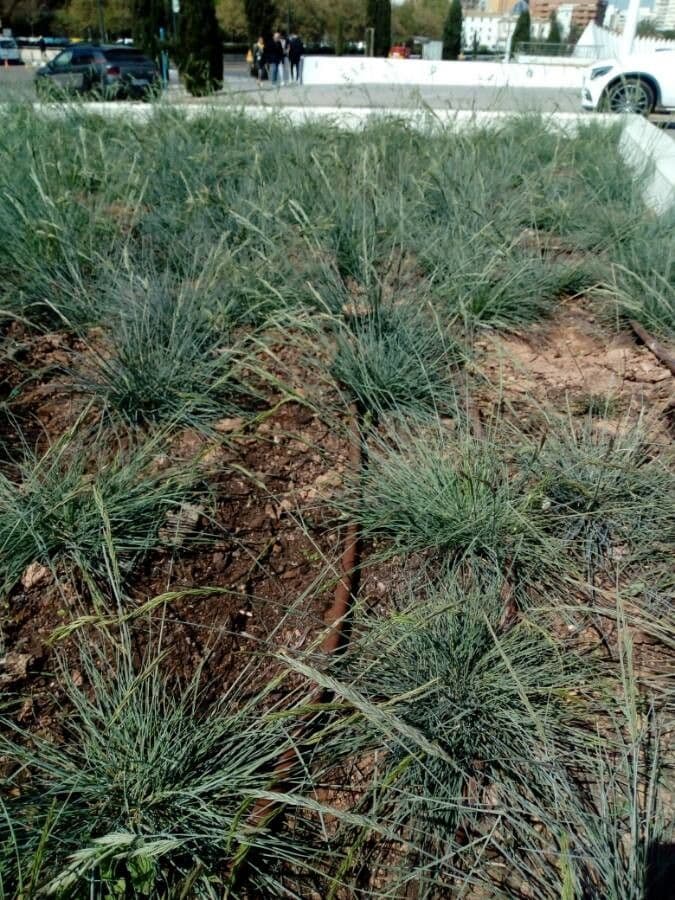 Festuca blu 13