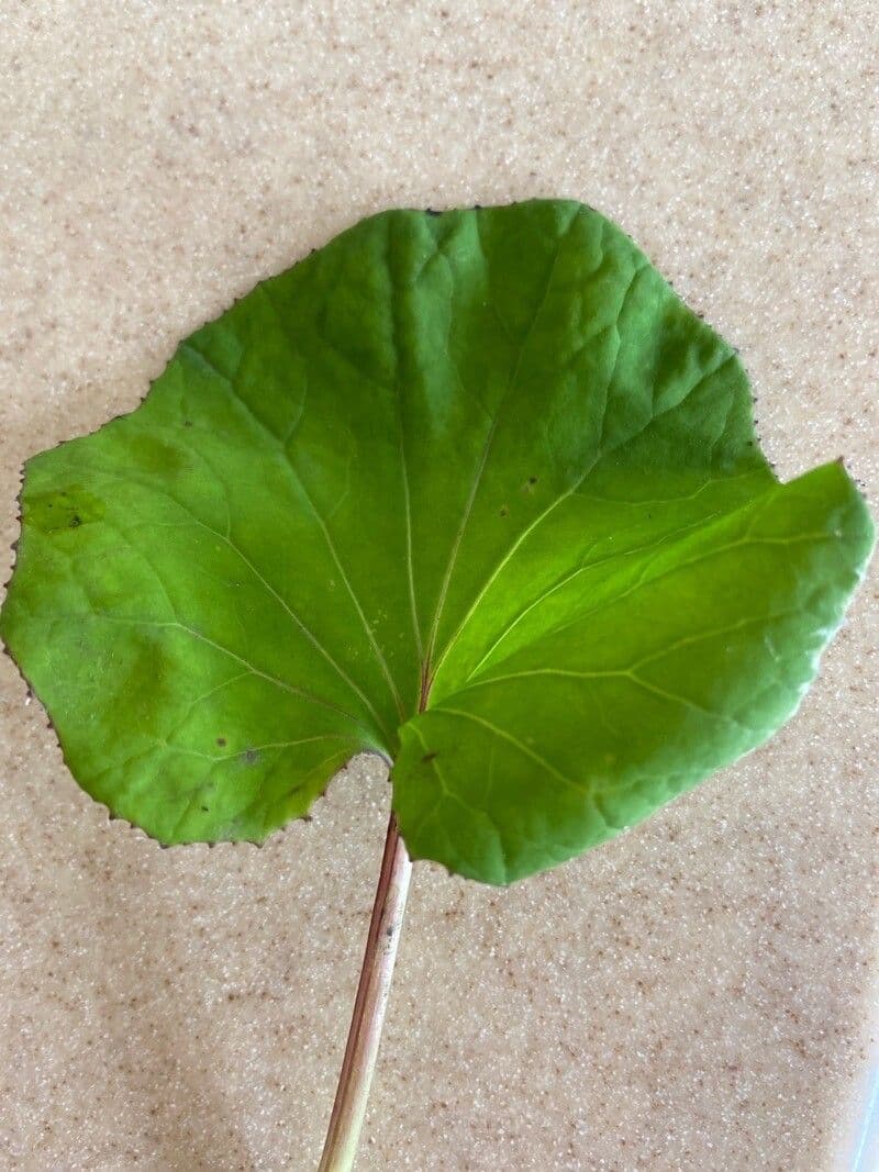 Ligularia dentata 15
