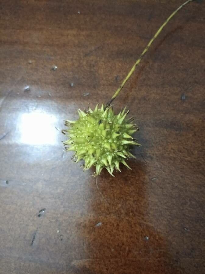 Liquidambar 25