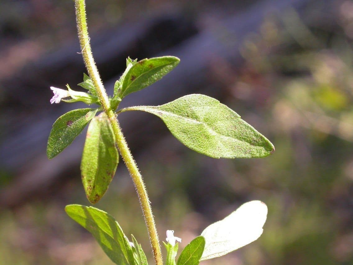 Hedeoma 3