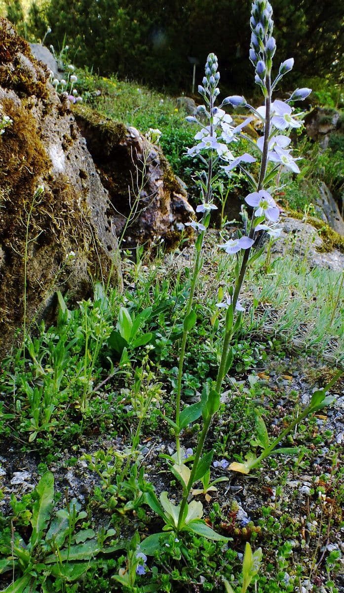 Veronica gentianella 7