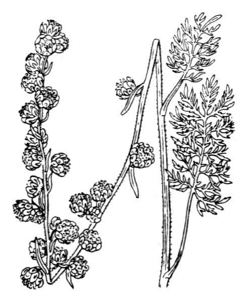 Assenzio nero 20