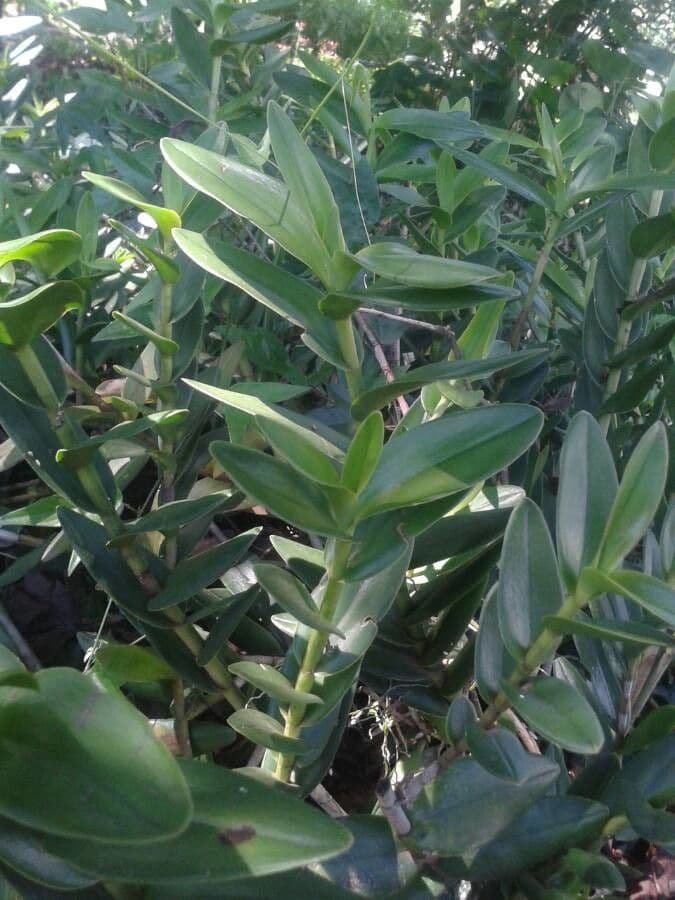 Epidendrum radicans 15